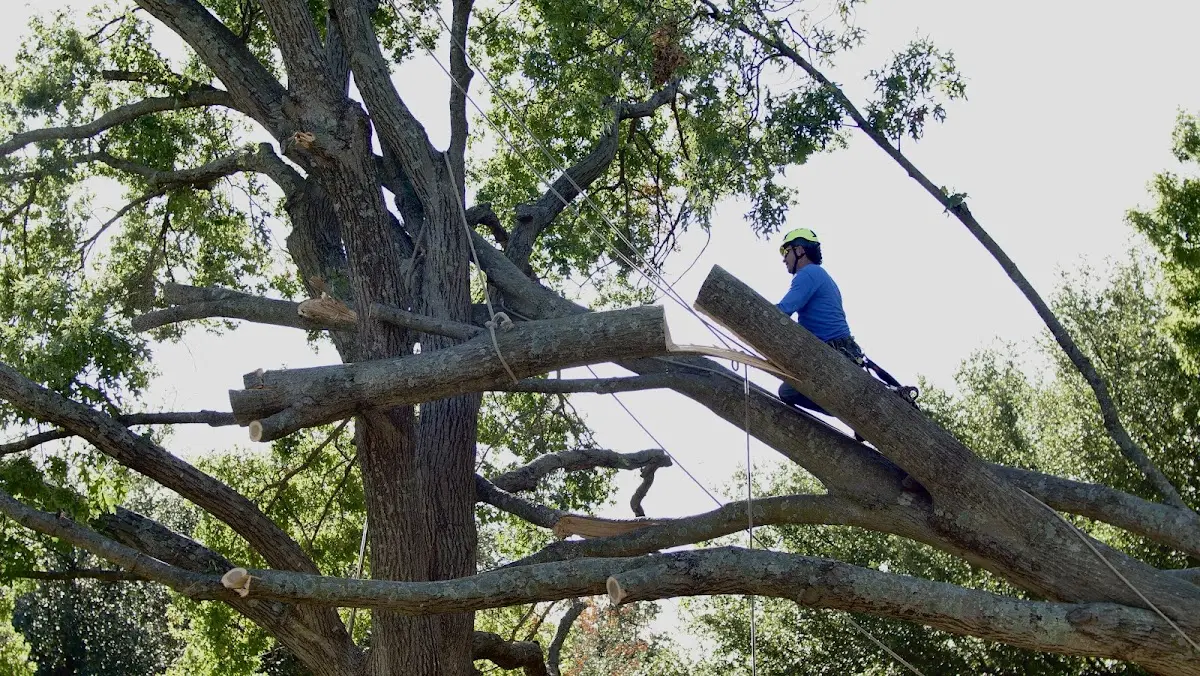 Professional Hazardous Tree Removal performed by certified arborists in San Antonio